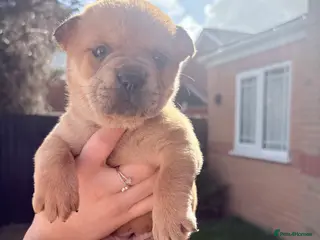 Mixed Breed dogs ** BEAR COAT FRENCHIES ** - Advert 2