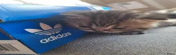 British Shorthair cats for sale: British Shorthair Teddy Bear Kittens For Sale! - Advert 8