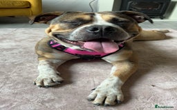 Mixed Breed dogs for sale: Female looking for home - Image 4