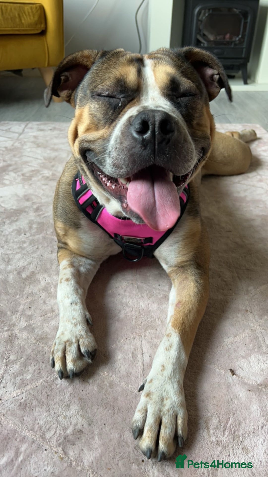 Mixed Breed dogs for sale: Female looking for home - Image 4