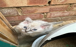 Ragdoll cats for sale: Last boy Stunning crazy playful pure Ragdoll - Image 7