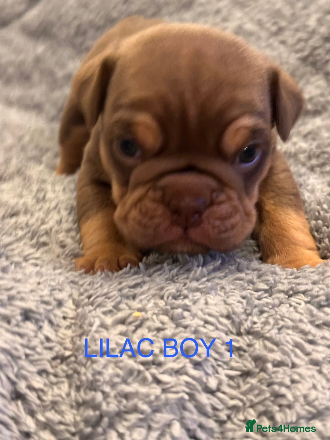 English Bulldog dogs for sale: QUALITY 5* ENGLISH BULLDOG PUPPIES - Advert 22