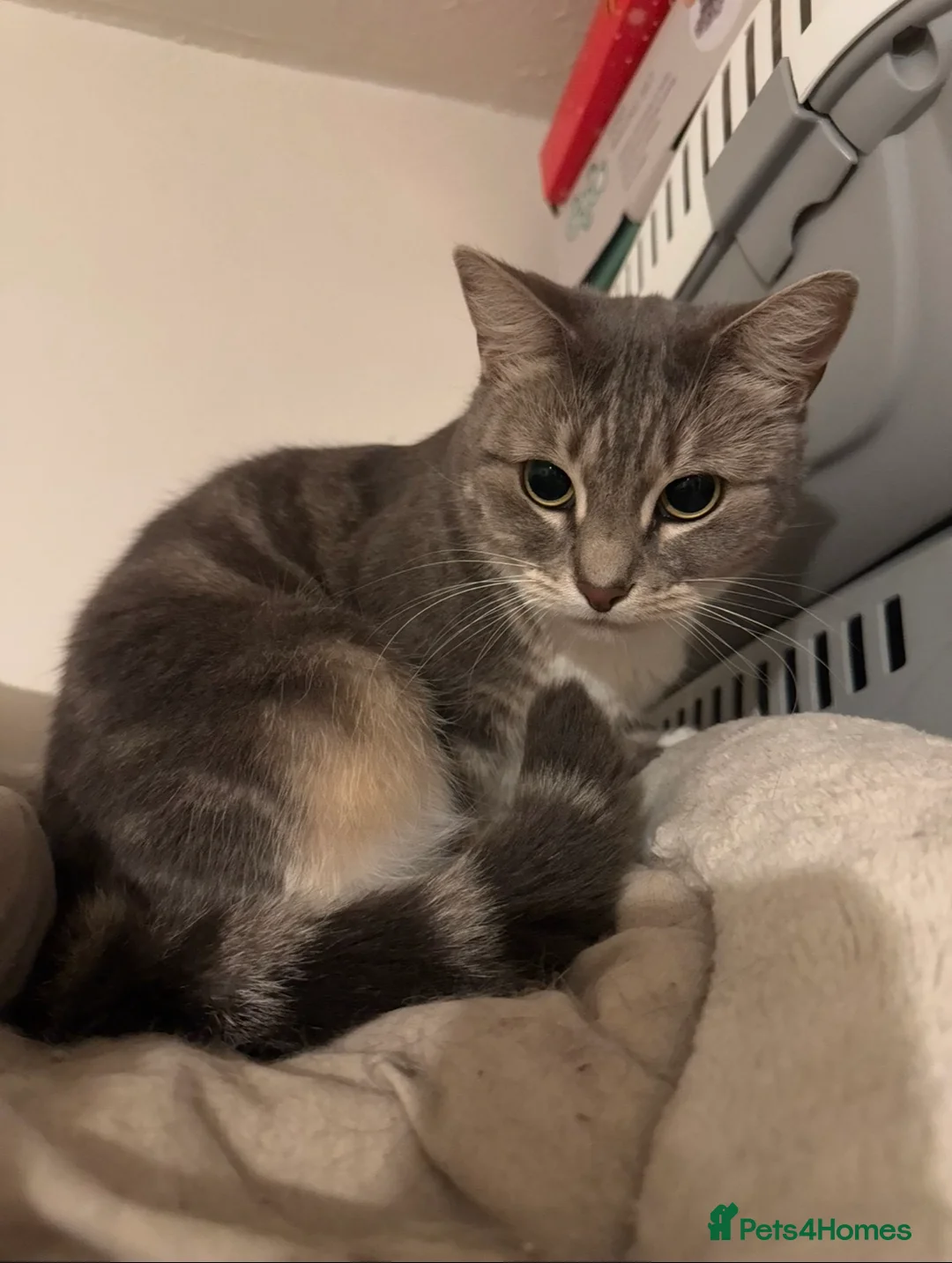 Mixed Breed cats for sale: Grey beautiful cat - Advert 2