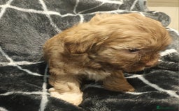 Shihpoo dogs for sale: shihpoo pups ONE BOY LEFT  - Image 14