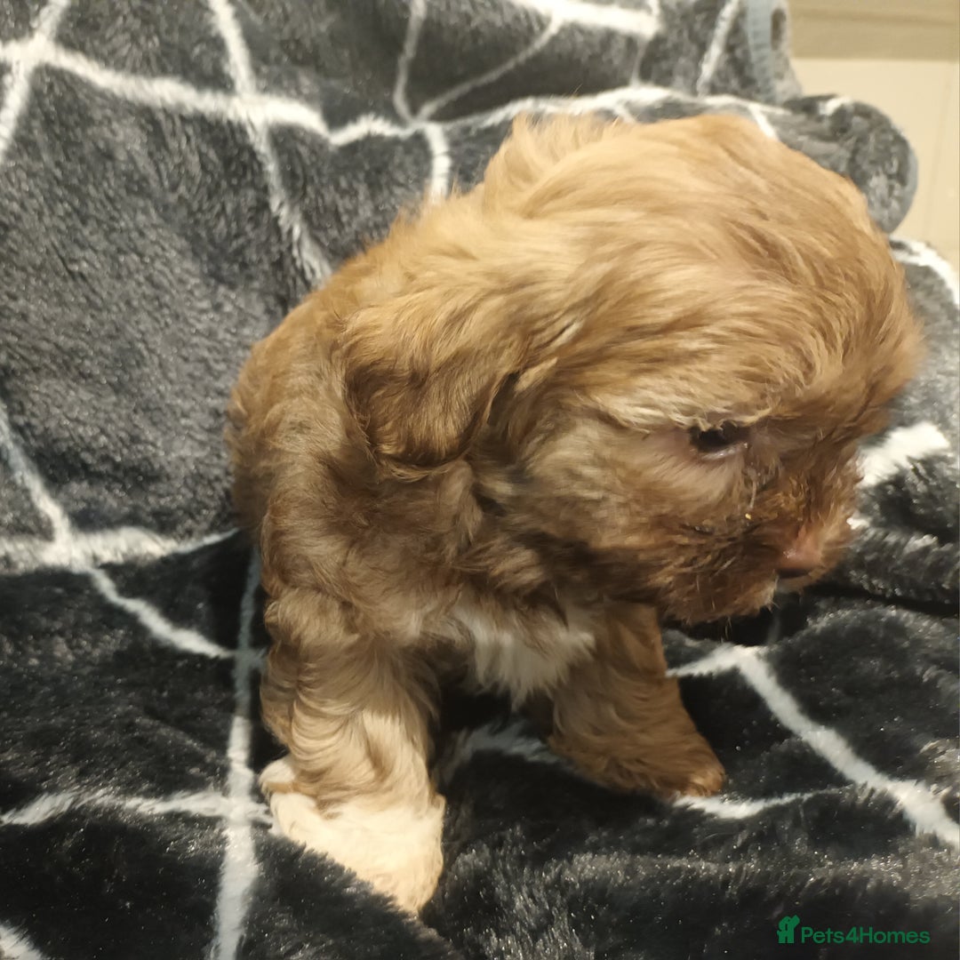 Shihpoo dogs for sale: shihpoo pups ONE BOY LEFT  - Image 14