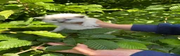 Ragdoll cats for sale: Beautiful Pure Blue Point Ragdoll  - Advert 14