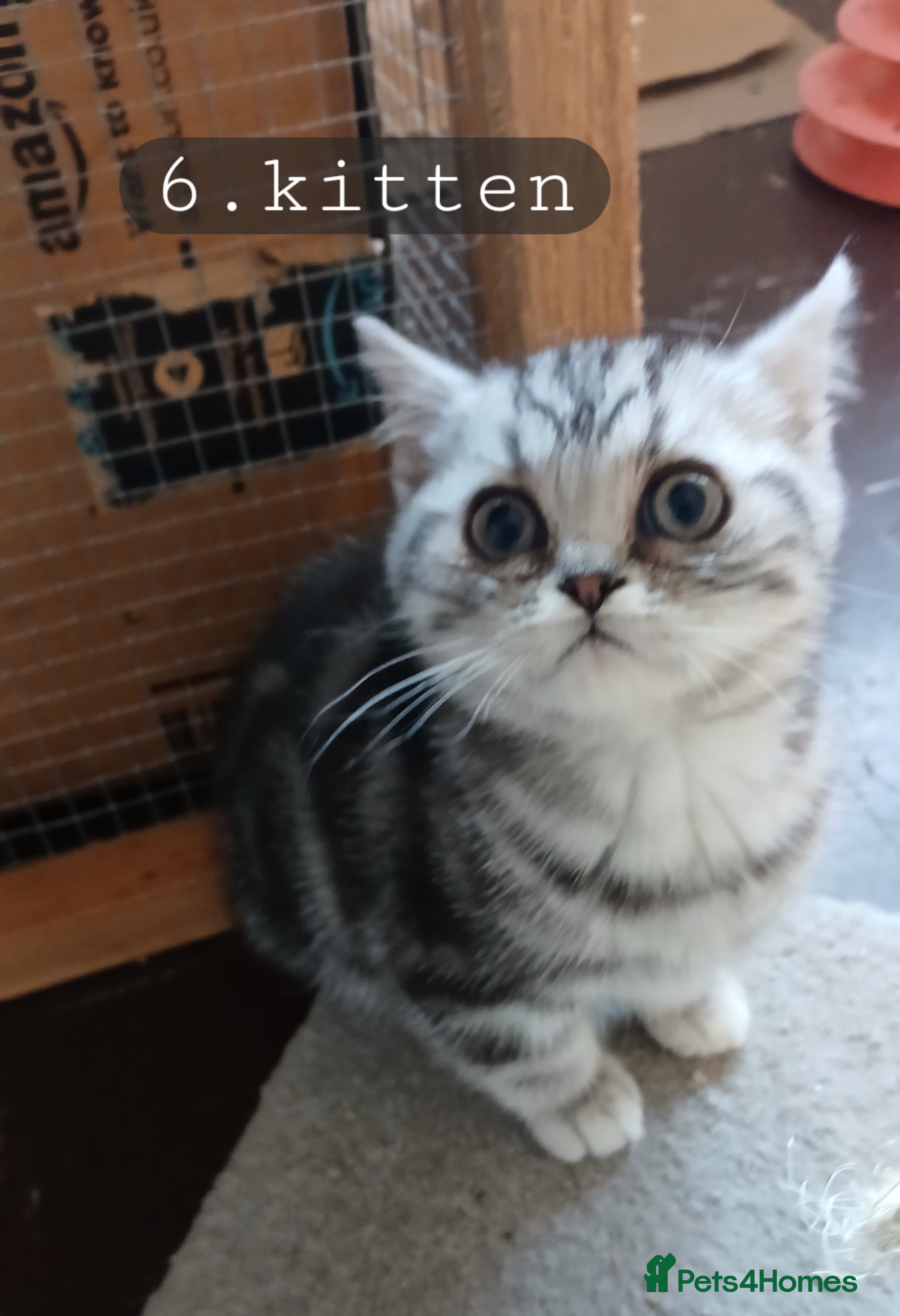 British Shorthair cats Bsh.Tabby kittens.GCCF.Available on 15.February . - Advert 15