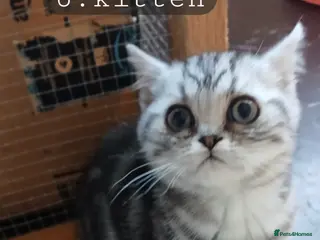 British Shorthair cats Bsh.Tabby kittens.GCCF.Available on 15.February . - Advert 15