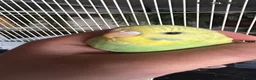 Budgerigars birds for sale: 2 Hand tame babies  - Advert 3