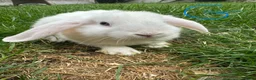 Mini Lop rabbits for sale: Mini Lop Rabbits For Sale  - Advert 27