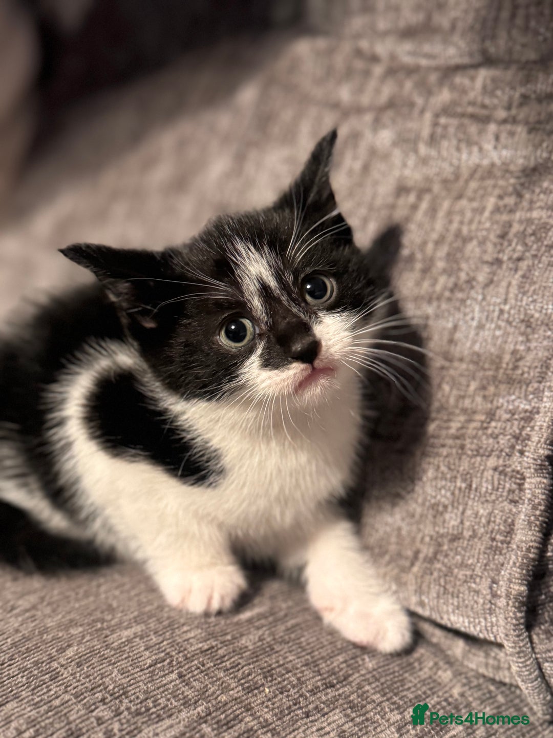 Domestic Shorthair cats for sale: Kittens for sale  - Image 2