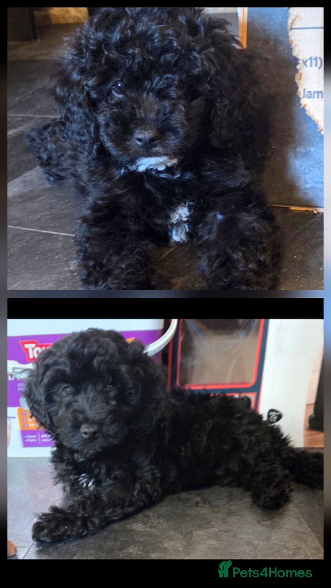 Mixed Breed dogs ONLY 2 LEFT AVAILABLE. READY TO LEAVE  - Advert 10