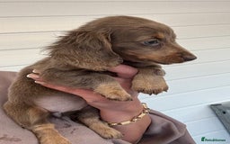 Miniature Dachshund dogs for sale: Mini Dachshund puppies for sale  - Image 3