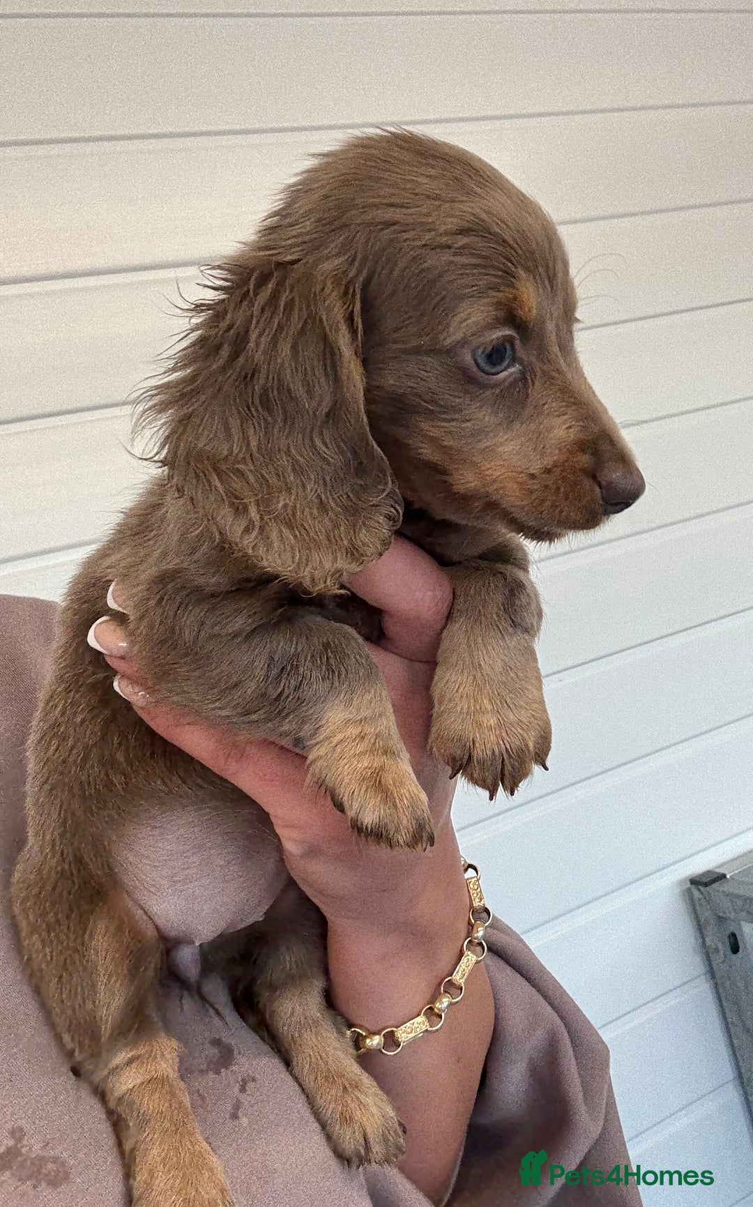 Miniature Dachshund dogs for sale: Mini Dachshund puppies for sale  - Image 3