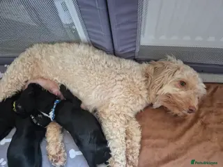 Mixed Breed dogs Cockapoo cross Springador Puppies - Advert 1