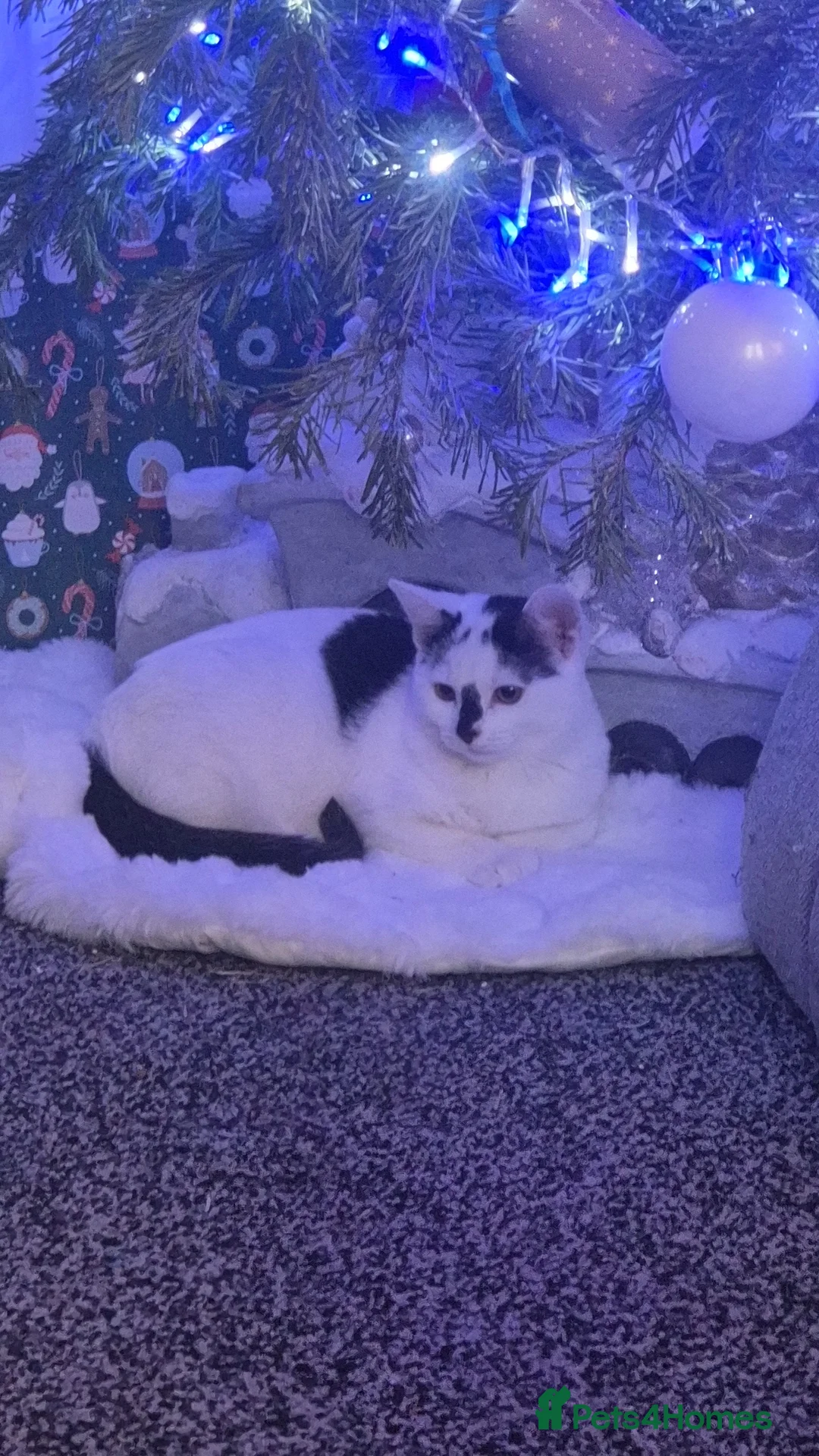 Mixed Breed cats for sale: Two female kittens 7 months old  - Advert 5