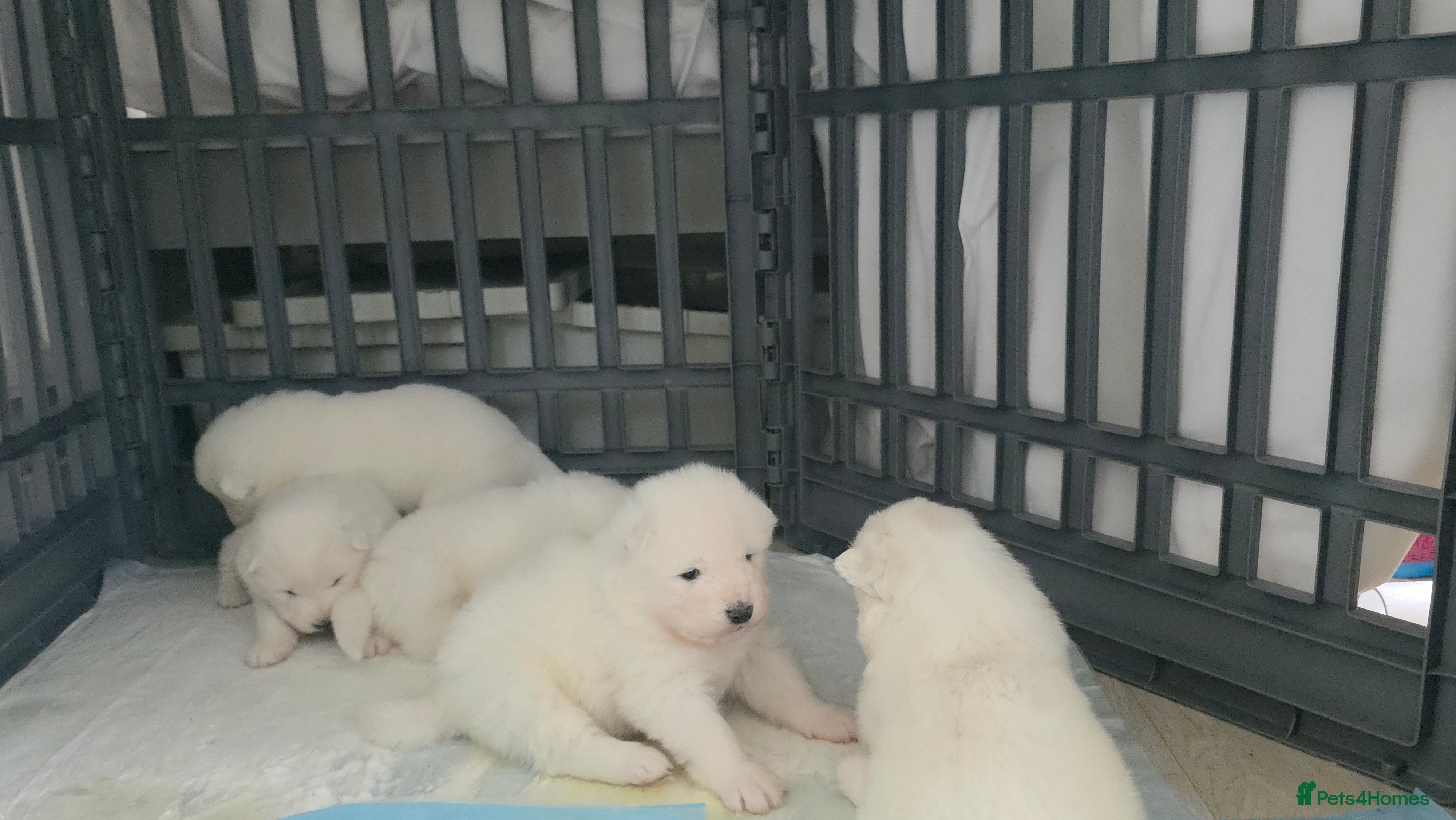 Samoyed dogs Beautiful purebred puppies - Advert 2