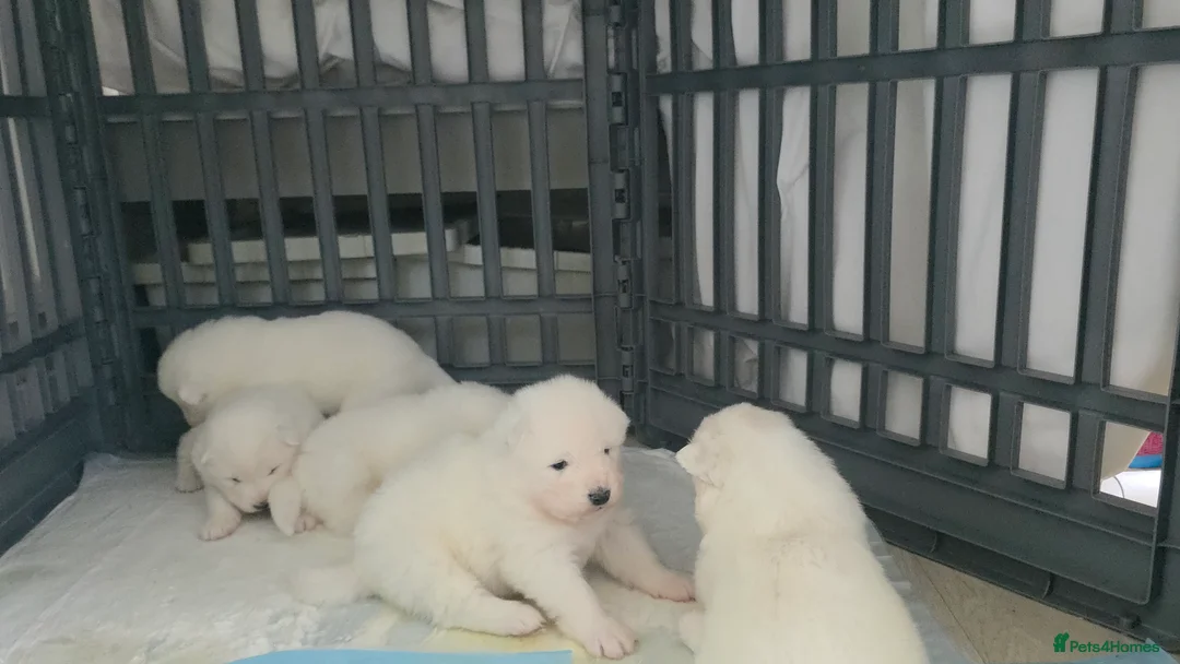 Samoyed dogs for sale: Beautiful purebred puppies - Advert 8