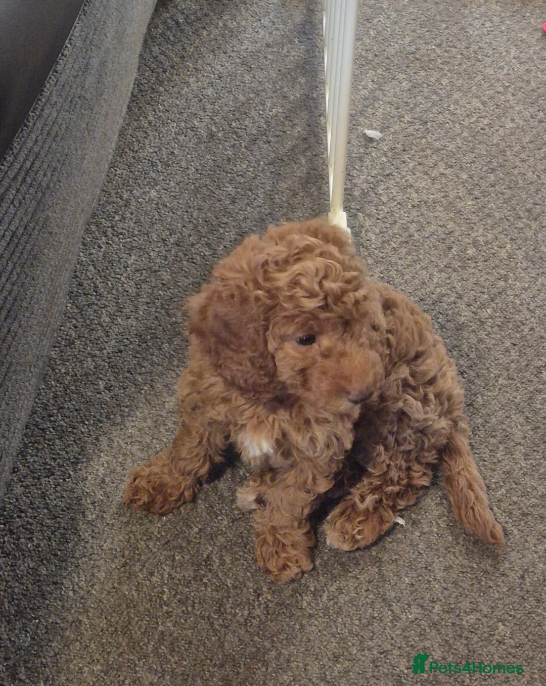 Cockapoo dogs for sale: Redhead cockapoo - Image 3