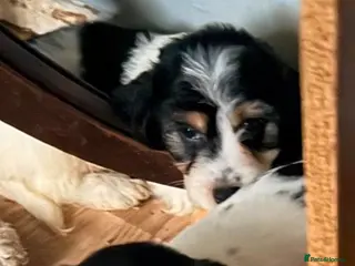 Mixed Breed dogs Jackapoochon mixed breed - Advert 12