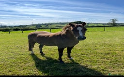 Welsh Section B horses for sale: Section B mare for sale  - Image 2