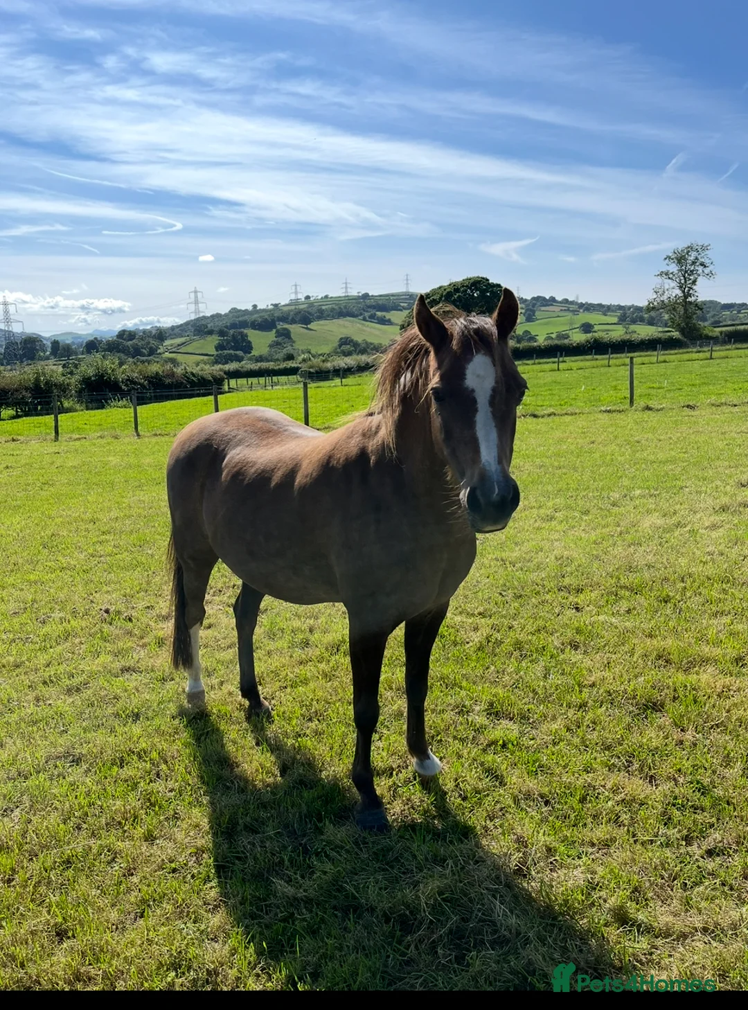 Welsh Section B horses for sale: Section B mare for sale  - Advert 2