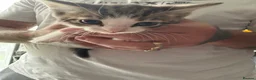 Mixed Breed cats for sale: Kittens in Guildford - Advert 2