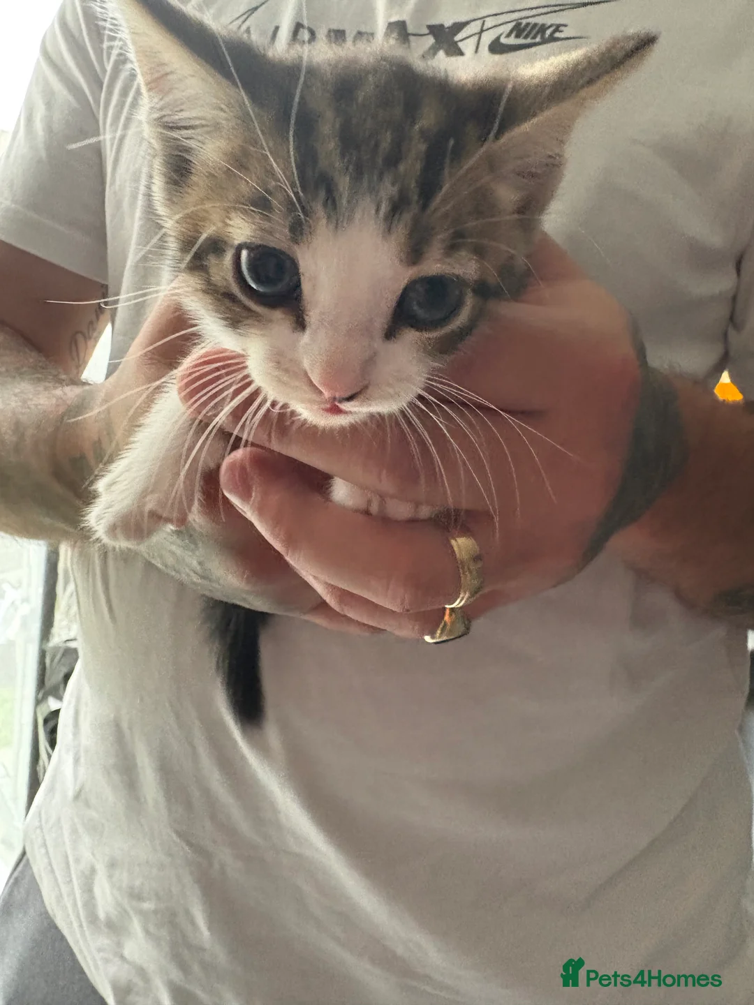 Mixed Breed cats for sale: Kittens in Guildford - Advert 2