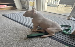 French Bulldog dogs for sale: French bulldogs LAST ONE !  - Image 4