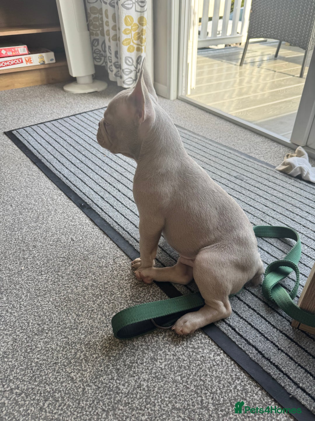 French Bulldog dogs for sale: French bulldogs LAST ONE !  - Image 4