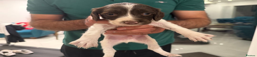 English Springer Spaniel Puppy 5