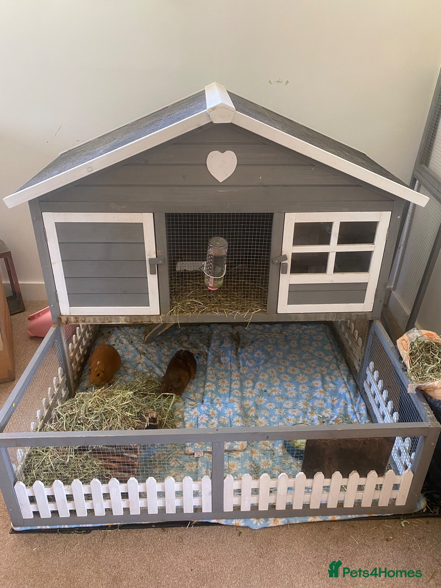 Guinea Pig rodents Two female guinea pigs looking for a home - Advert 2