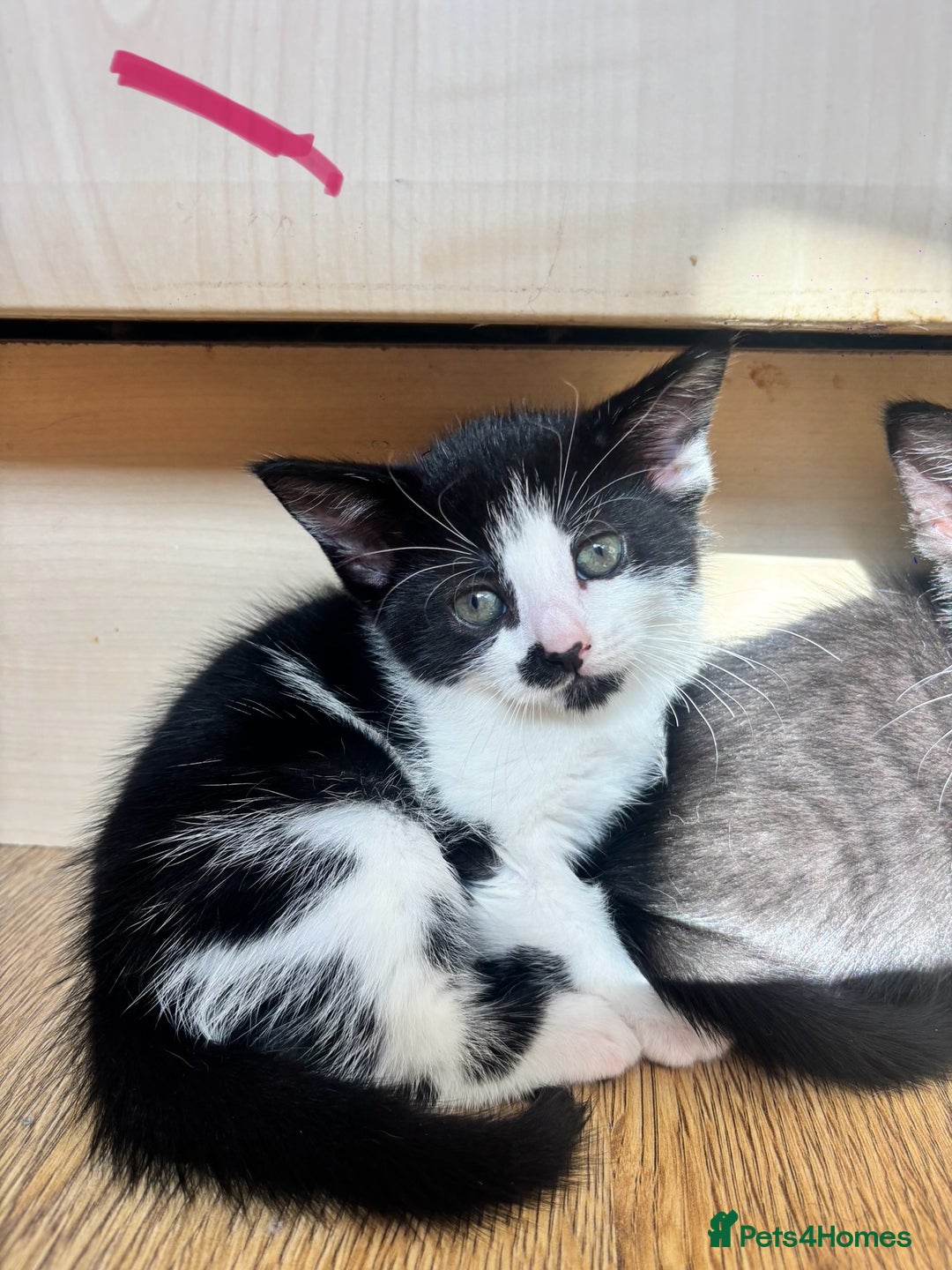 Domestic Shorthair cats for sale: Beautiful litter of kittens!  - Image 8