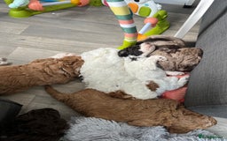 Goldendoodle dogs for sale: Beautiful litter of Goldendoodles  - Image 21