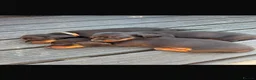 Miniature Dachshund dogs for sale: Beautiful Miniature Dachshund Puppies  - Advert 10