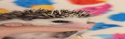 Pygmy Hedgehog rodents for sale: Gorgeous Reduced Hoglets available NOW!!!! - Advert 21