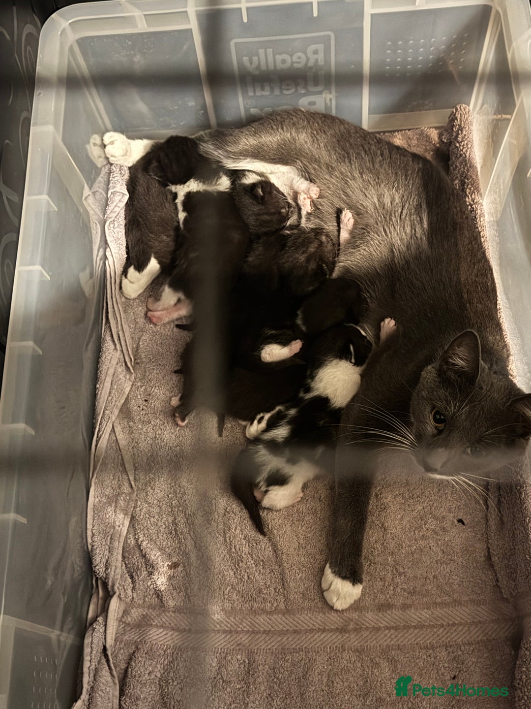 British Shorthair cats for sale: British shorthair cross kittens available  - Image 9