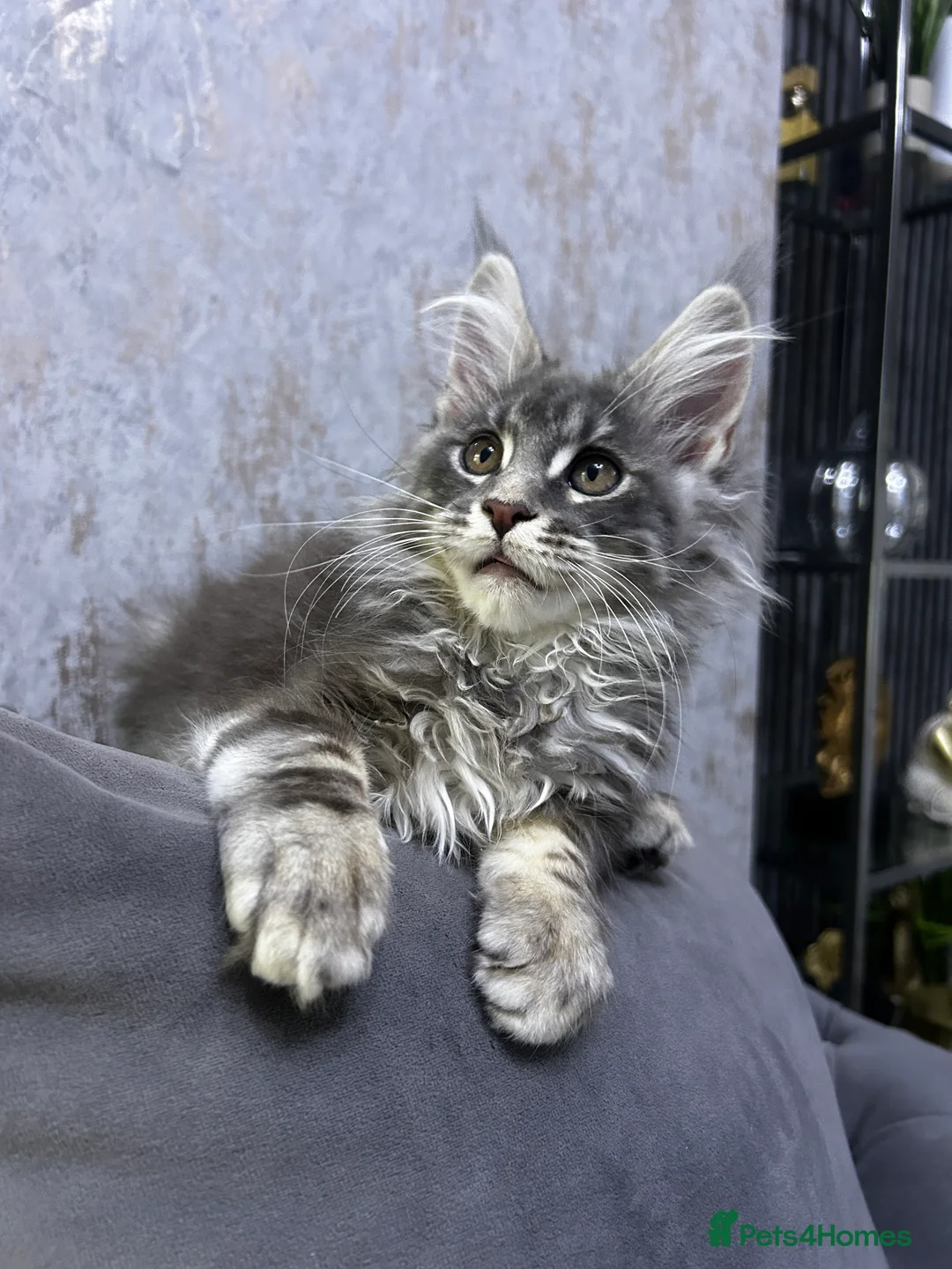 Maine Coon cats for sale: Maine Coon girl ready to go now. - Advert 11