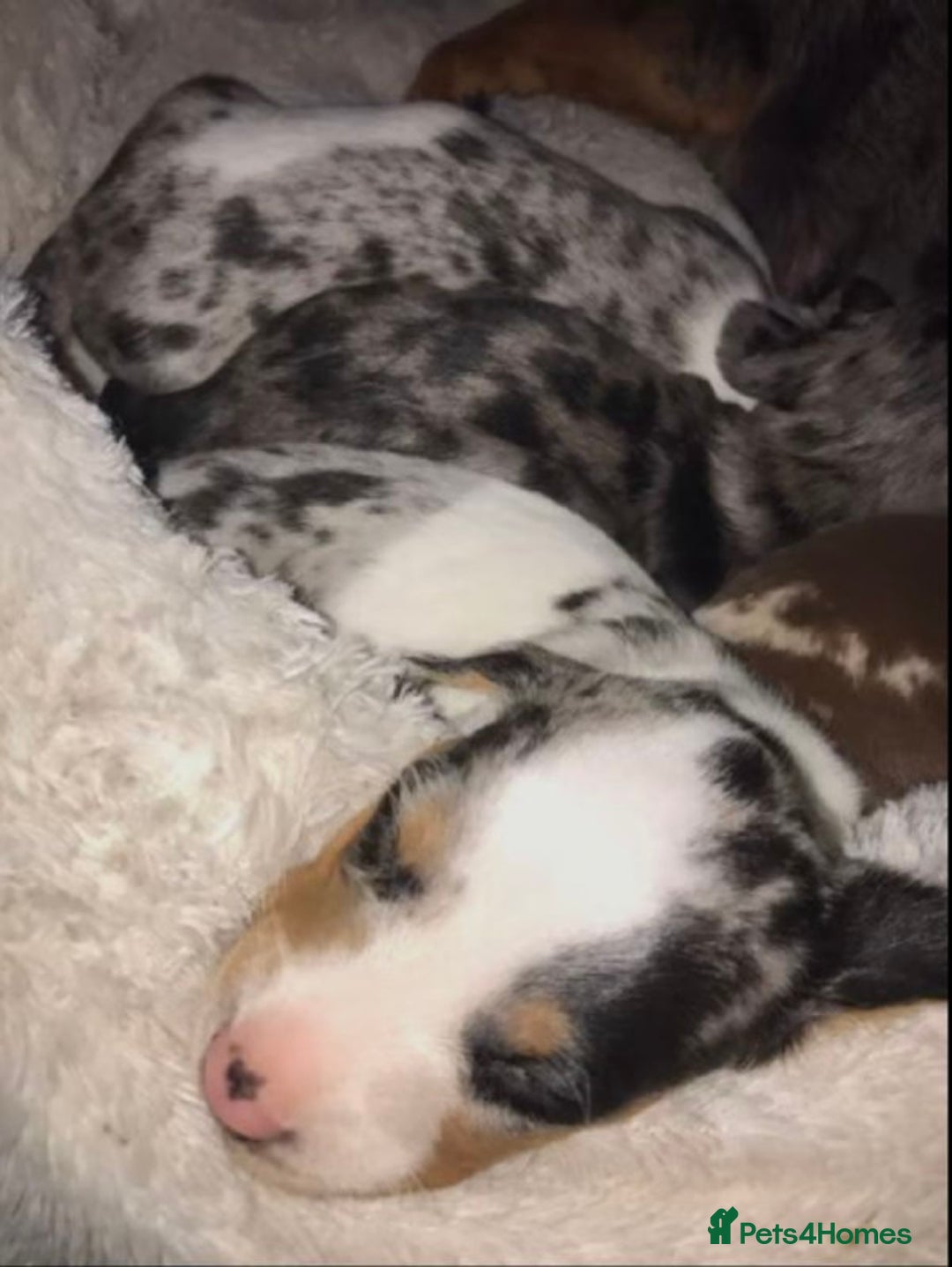 Miniature Dachshund dogs for sale: Spectacular Miniature Dachshund Puppies - Advert 2