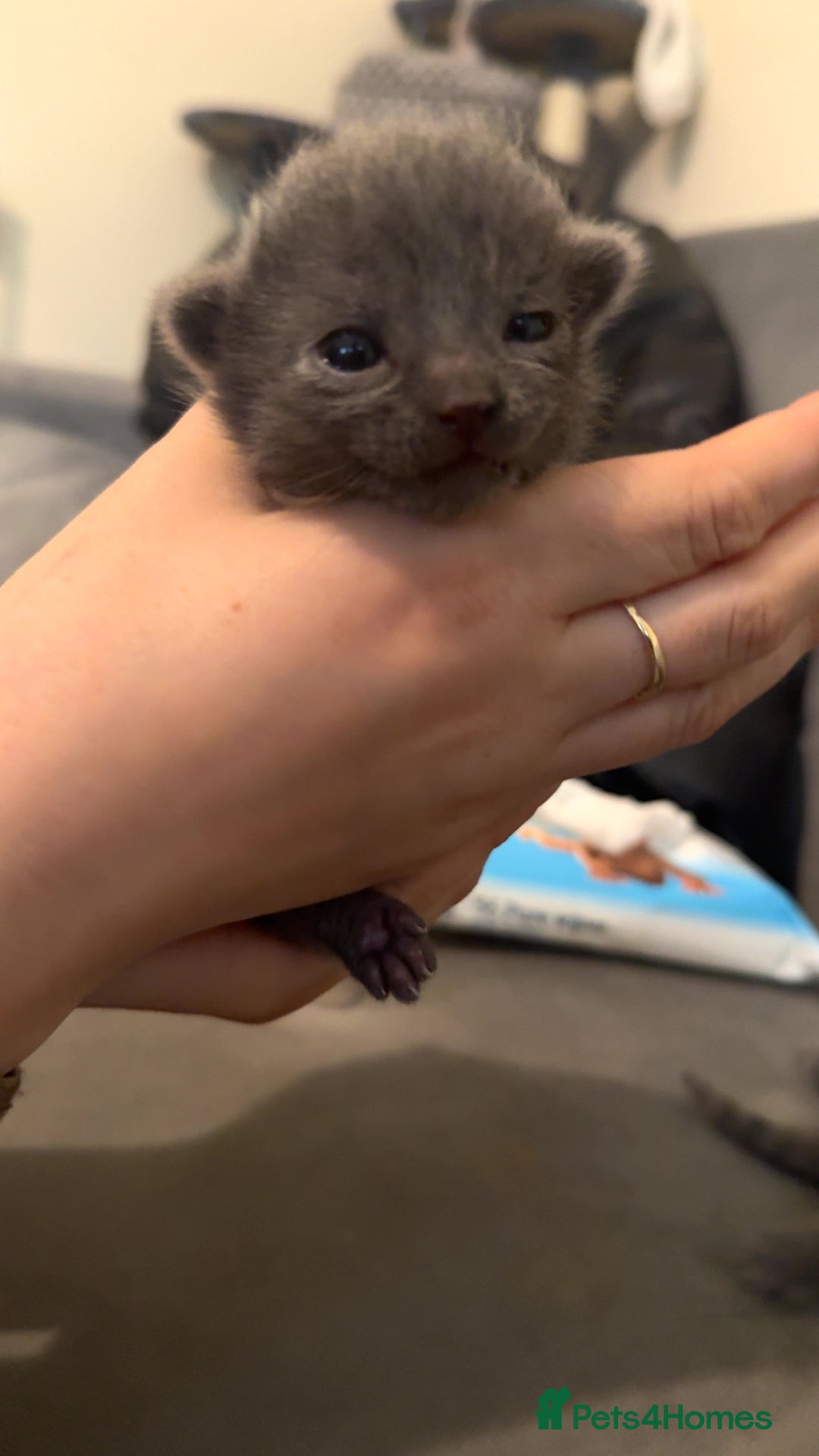 Russian Blue cats for sale: 3 Russian/tabby mix  - Image 3