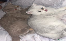 British Shorthair cats for sale: Two British Short Hairs-Have To Be Sold Together - Image 4