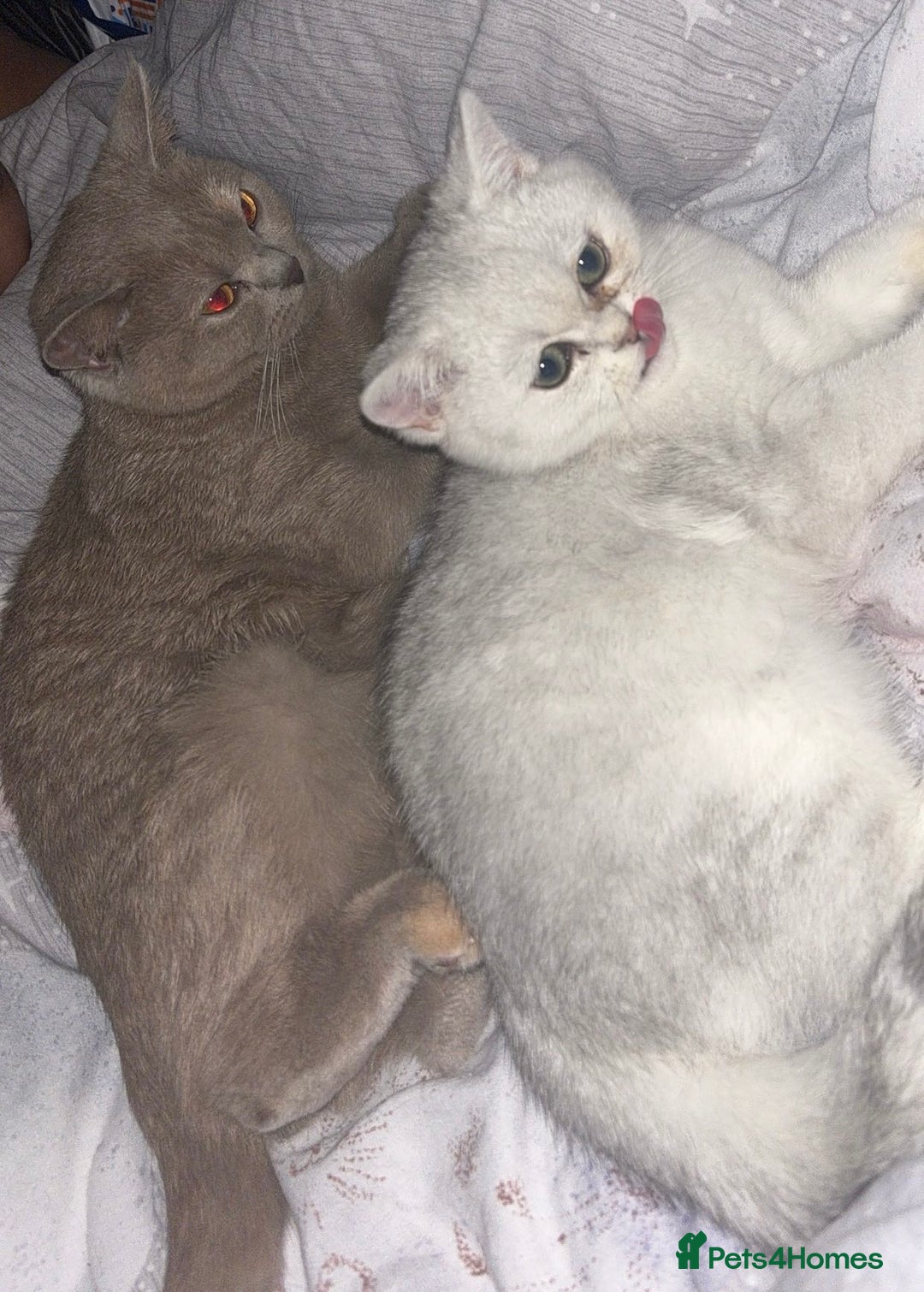 British Shorthair cats for sale: Two British Short Hairs-Have To Be Sold Together - Image 4