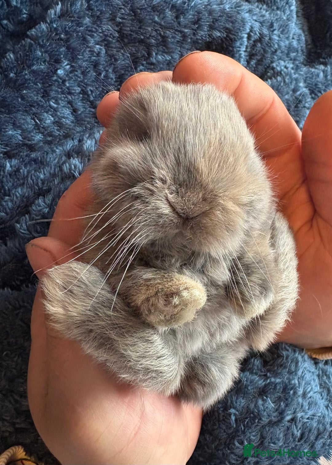 Mini Lop rabbits for sale: Pure Bred Mini Lop babies - Advert 3