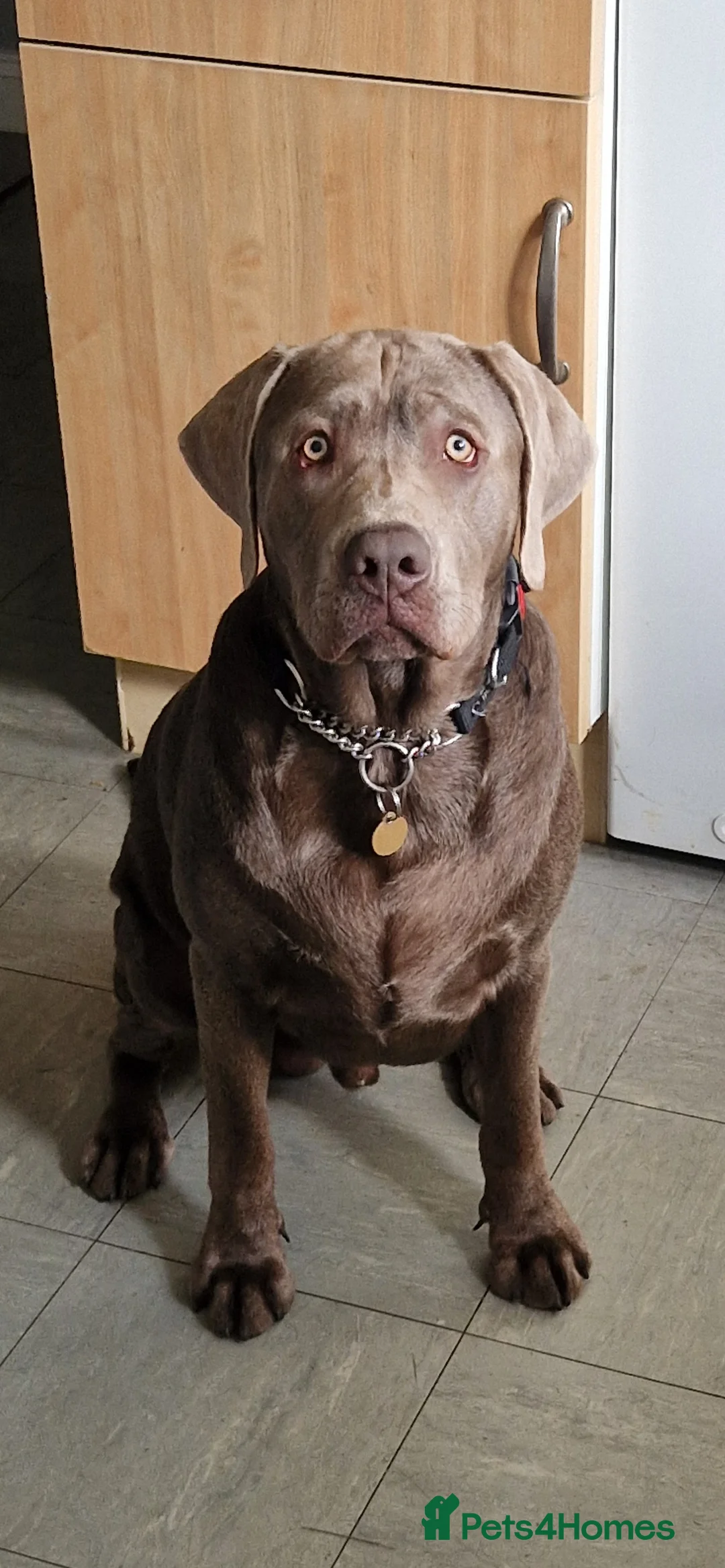 Labrador Retriever dogs for stud: Bear  in Nottingham - Advert 1