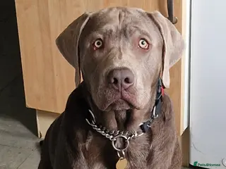 Labrador Retriever dogs Bear in Nottingham - Advert 2