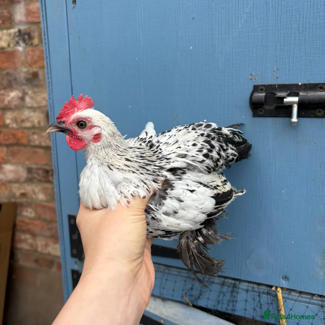 Chickens poultry for sale: Sablepoot/Booted Bantam Cockerels. - Advert 2