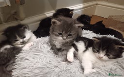 Mixed Breed cats for sale: 3 x gorgeous kittens available  - Image 1