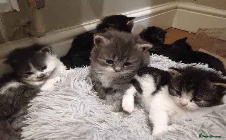 Mixed Breed cats - Advert 2
