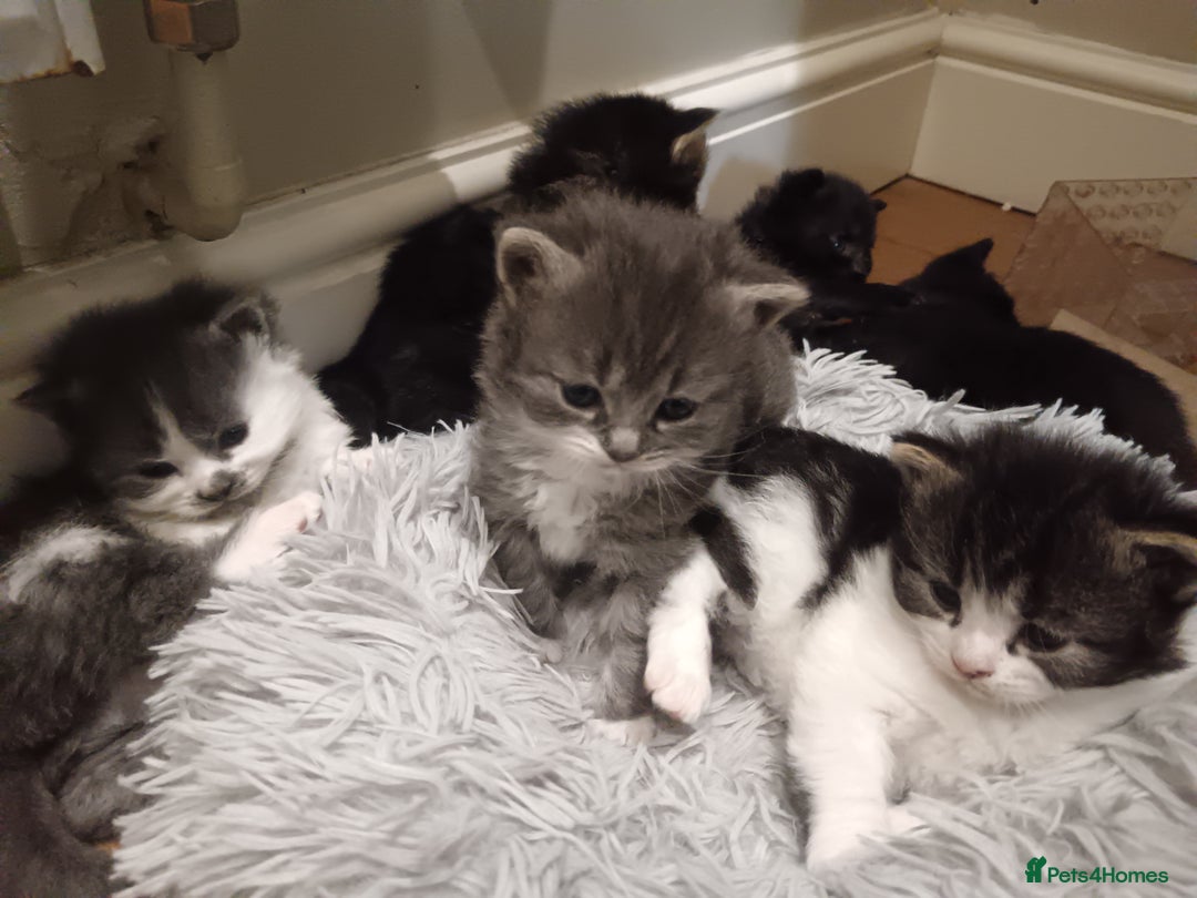 Mixed Breed cats for sale: 3 x gorgeous kittens available  - Image 1