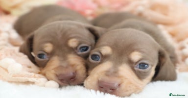 Miniature Dachshund dogs - Advert 3